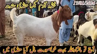 Tando Adam Bakra Mandi | Today update | Bakra Eid 2026 | patari gulabi barbari bakriyan | 17/01/2026