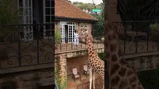 🦒 Imagine seeing this from your hotel balcony #shorts