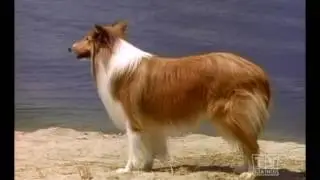 The New Lassie (Season2 Eps.3)