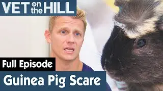 🐹 Guinea Pig Needs Operation After Scary Fall | FULL EPISODE | S03E22 | Vet On The Hill