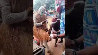 New yam festival celebration..#Ohafia#abiastate