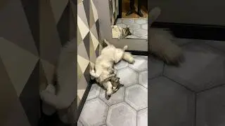 ЖИЗА у каждой Собаки перед Прогулкой ☺️🫶