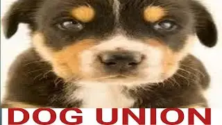 #Dogs Union #😁😁😁😁