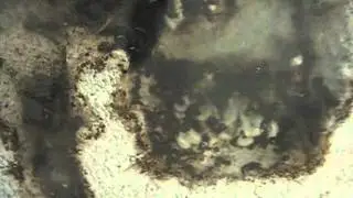 Messor cf. barbarus