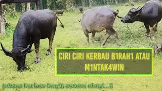 ciri ciri kerbau minta kawin / birahi || peternak kerbau harus tahu.!! agar tidak rugi waktu.
