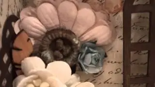 Altered Shadow Box