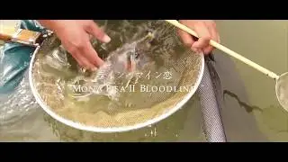Koi Blog HB 