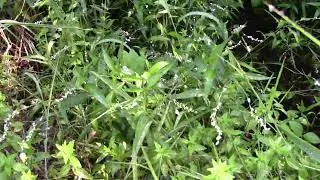 Persicaria punctata Dotted Smartweed