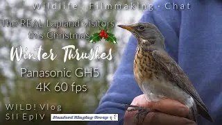 WILD! Vlog EpIV; Winter Thrushes!! The True Xmas Lapland Visitor - Panasonic GH5 4K 60fps/DJI Mavic
