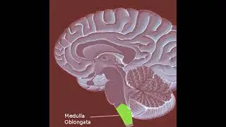 Neurophysiological Importance of the Upper Cervical Spine