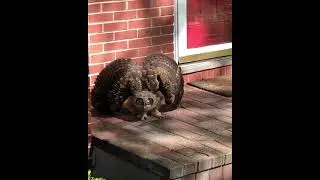 Owl's Defense Mechanism