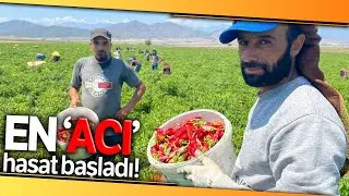İslahiye’de 'Acı' Kırmızı Biber Hasadı Başladı