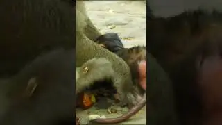 Monkey Shorts 2023/#Funny Videos Monkey #Shorts/ Short Monkeys.