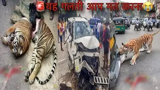 Alert🚨Just Stop Now🙏Tiger Attack On  Car Wildlife Attack Mudumalai Tiger Reserve Tiger safari vlog 