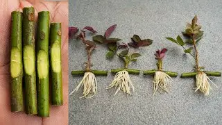 Amazing Flower Grafting Technique 🌸 | Grow Multiple Colors on One Plant | Easy Grafting Method 