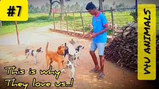 We adopted 4 street dogs #v4uanimals #streetdogs #animals