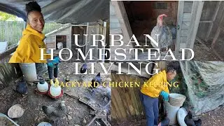 Urban Chicken Keeping | How I Care for and Raise My Backyard Chickens | I Am a Novice