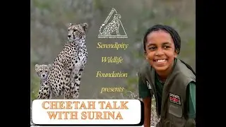 Cheetah Talk with Surina
