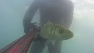 10 best seabass shots 2016-2017