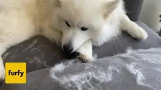 furfy - the world&rsquo;s best pet hair remover