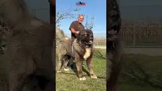 The big Trumbo 1,5 years old  #dog #bigdog #dogs  #doglover