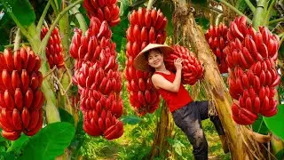 Unbelievable! Harvesting Rare Red Bananas & Banana Cake SOLD OUT in Minutes 🍌🔥