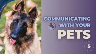 Animal Communication Series with Lisa Lucas | No 5 | Using Animal Communication to Solve Pet Issues