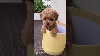 Мальтипу #мальтипу #купитьмальтипу #мальтипумосква #щенкимальтипу
