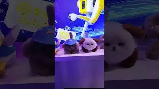 Fluffy Ai Pets #ai #fluffypets