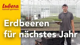 Erdbeeren f&uuml;r n&auml;chstes Jahr: So werden bei Lubera Erdbeeren vermehrt
