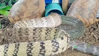 How to make a simple underground snake trap by digging deep holes, plastic pipes and metal cages for