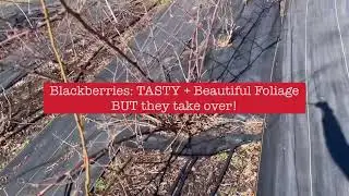 February Flower Farm Tour