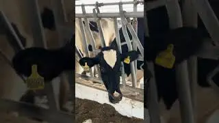Cow ne mjy Mu nai lgaia | Mini Vlog Bushra Iqbal