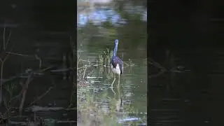 Tri-colored Heron fishing for breakfast #florida #wildlife #birds #heron