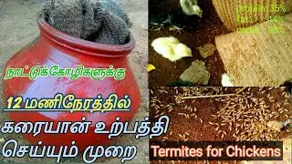 அதிக கரையான் உற்பத்தி செய்யும் முறை Termites production for Chickens |Nattukoli valarpu
