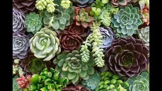 Woman discovers plant she's been watering for two years is plastic