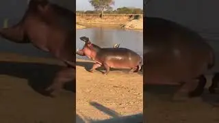 Hippo&rsquo;s POWERFUL Side Kick &ndash; Shocking River Moment 😱