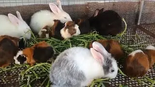 Year 2026 Cute Rabbits & Guinea Pigs Share Eating, Khmer Guinea Pig and Rabbit Beautiful Pet Animals
