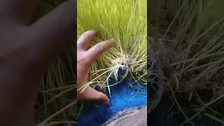 semai benih padi di depan rumah aja