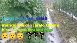 jarak tanam gambas anggun tavi f1