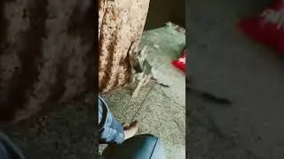 Pets channel Dog 