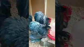 beautiful 😍 blue Cochin bantam chickens #shorts #youtubeshorts #cochinbantam