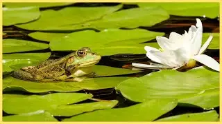10 Stunden Froschteich Ger&auml;usche mit Tierstimme am Teich zum Meditieren, Entspannen und Einschlafen