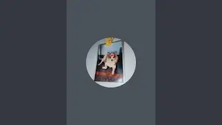 stray 🐕🐕 feeding.  is live!