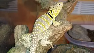 Collared Lizard VS House Gecko