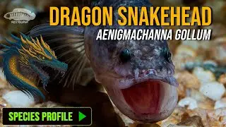 Species Profile: 🤯 The REAL-LIFE Gollum Fish! | Dragon Snakehead | Aenigmachanna gollum | Meenkaran