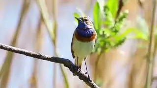 The Bluethroat&rsquo;s Magical Song in the Wild