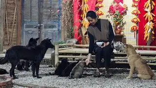 Did Lien ever feel lonely being alone on the farm, with only the dogs for company?