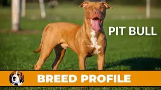 Pit Bulls:  An Adorable and Loveable Breed
