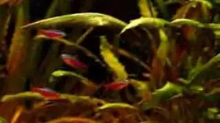 PLANTED AQUARIUM BİTKİLİ AKVARYUM